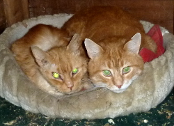 Plucky and Harry sharing a bed