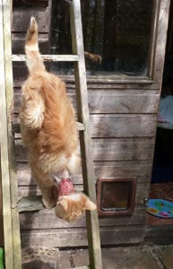 Plucky coming down ladder