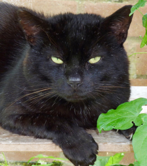 Blackie